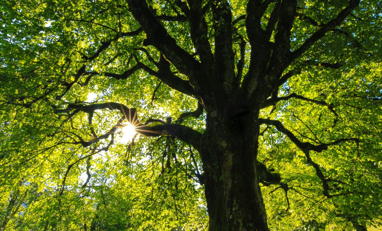 Falling Far From The Tree